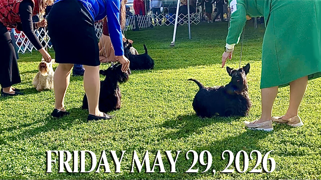 Ringside at outdoor Scottish Terrier dog show